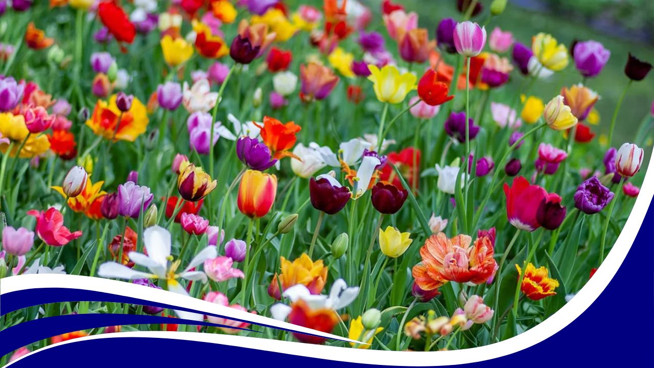 বিভিন্ন দেশের জাতীয় ফুল তালিকা PDF | National Flowers of Different Countries