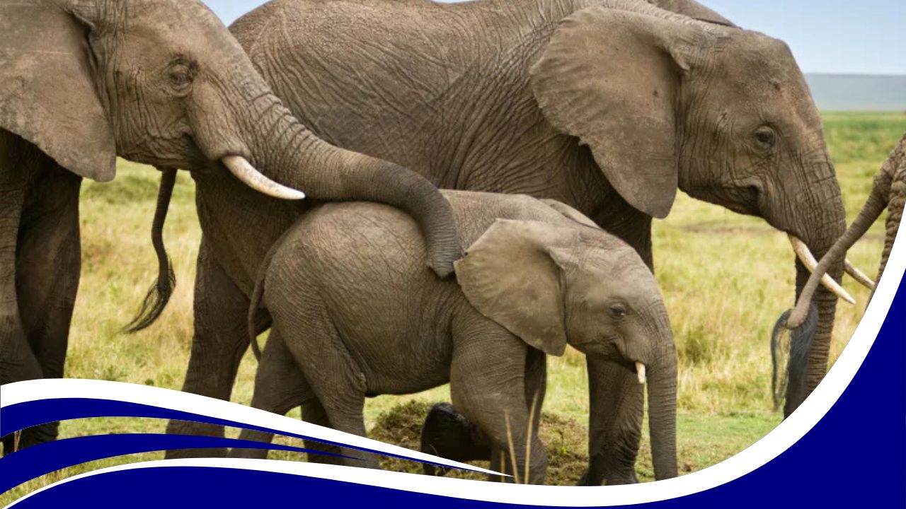 বিভিন্ন প্রাণীর শ্বাস অঙ্গের তালিকা PDF